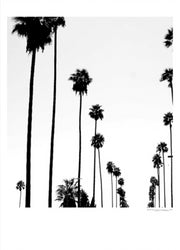 Hollywood Palms Poster