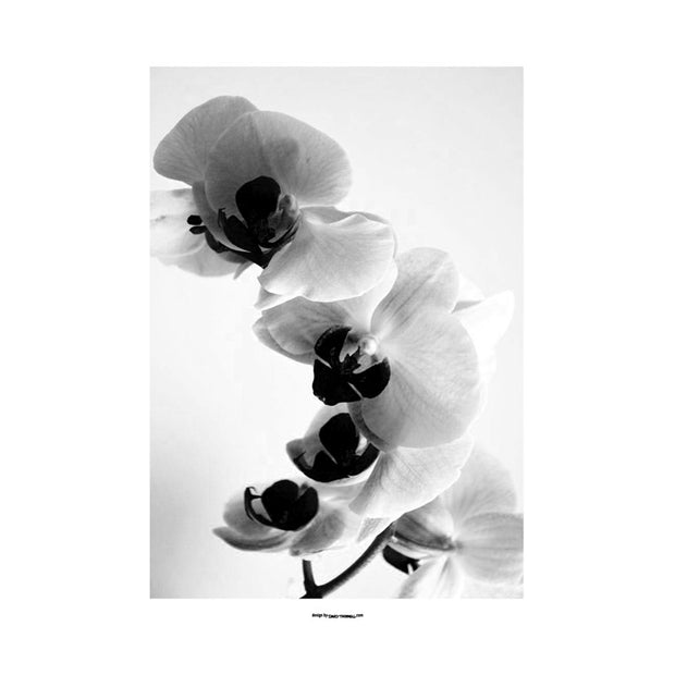 Orchidee Poster