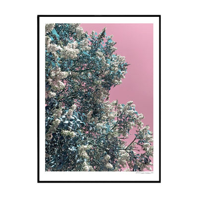 Pink Lilac Poster