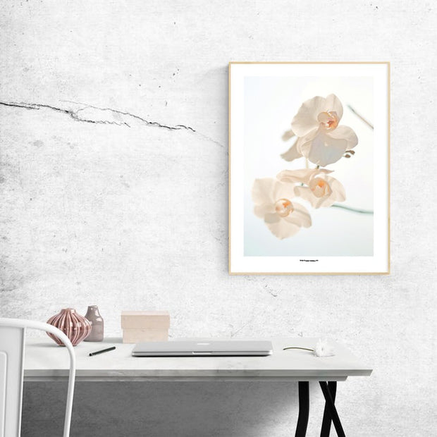 White Moth Orchid Poster